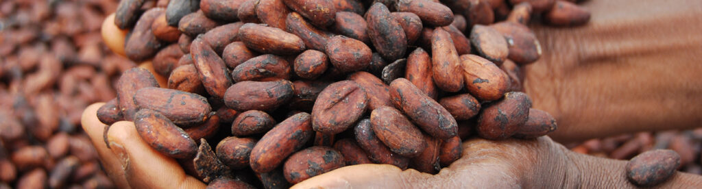 Hands holding raw cacao beans